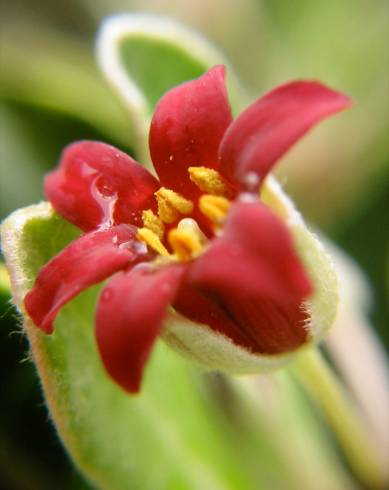 Fotografia de capa Pittosporum crassifolium - do Jardim Botânico