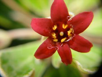 Fotografia da espécie Pittosporum crassifolium