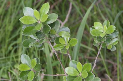 Fotografia da espécie Pittosporum crassifolium