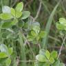 Fotografia 15 da espécie Pittosporum crassifolium do Jardim Botânico UTAD