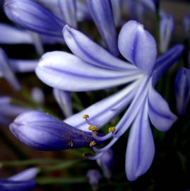 Fotografia da espécie Agapanthus africanus