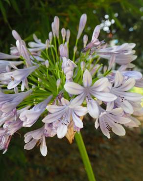 Fotografia 17 da espécie Agapanthus africanus no Jardim Botânico UTAD