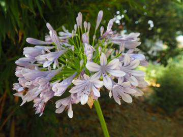 Fotografia da espécie Agapanthus africanus