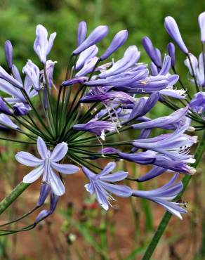 Fotografia 18 da espécie Agapanthus africanus no Jardim Botânico UTAD