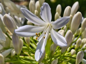 Fotografia da espécie Agapanthus africanus