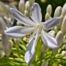 Fotografia 19 da espécie Agapanthus africanus do Jardim Botânico UTAD