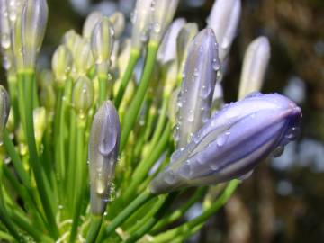 Fotografia da espécie Agapanthus africanus