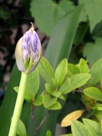 Fotografia da espécie Agapanthus africanus