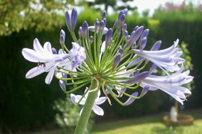 Fotografia da espécie Agapanthus africanus