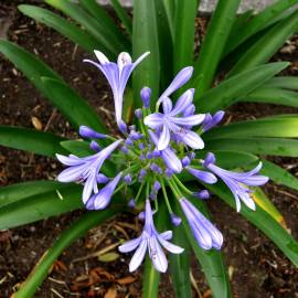 Fotografia da espécie Agapanthus africanus