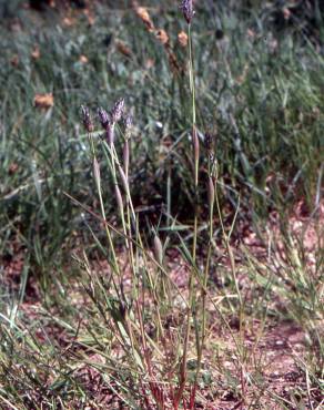 Fotografia 7 da espécie Alopecurus rendlei no Jardim Botânico UTAD