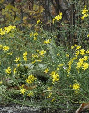 Fotografia 15 da espécie Senecio inaequidens no Jardim Botânico UTAD