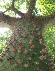 Ceiba speciosa