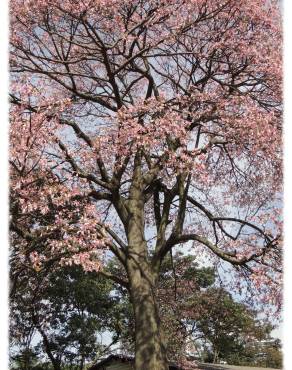 Fotografia 3 da espécie Ceiba speciosa no Jardim Botânico UTAD