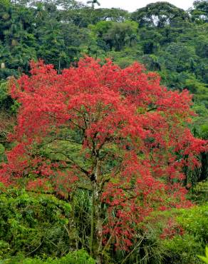 Fotografia 5 da espécie Ceiba speciosa no Jardim Botânico UTAD