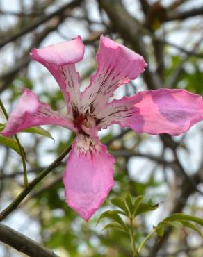 Fotografia 8 da espécie Ceiba speciosa no Jardim Botânico UTAD