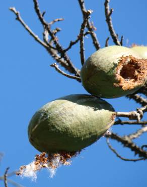 Fotografia 13 da espécie Ceiba speciosa no Jardim Botânico UTAD