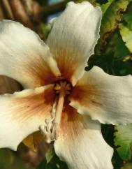 Ceiba insignis