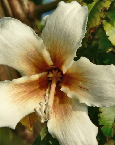 Fotografia de capa Ceiba insignis - do Jardim Botânico