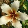 Fotografia 1 da espécie Ceiba insignis do Jardim Botânico UTAD