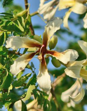 Fotografia 3 da espécie Ceiba insignis no Jardim Botânico UTAD