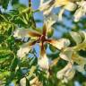 Fotografia 3 da espécie Ceiba insignis do Jardim Botânico UTAD