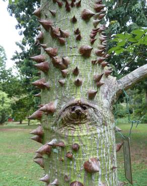 Fotografia 5 da espécie Ceiba insignis no Jardim Botânico UTAD