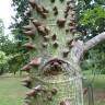 Fotografia 5 da espécie Ceiba insignis do Jardim Botânico UTAD