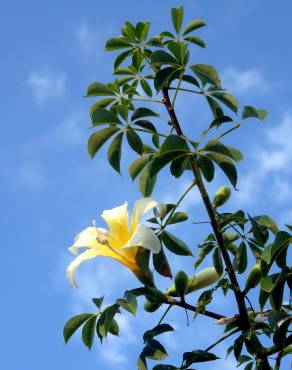 Fotografia 6 da espécie Ceiba insignis no Jardim Botânico UTAD