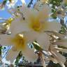 Fotografia 7 da espécie Ceiba insignis do Jardim Botânico UTAD