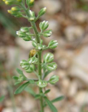 Fotografia 13 da espécie Alyssum alyssoides no Jardim Botânico UTAD