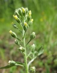 Alyssum alyssoides