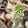 Fotografia 17 da espécie Alyssum alyssoides do Jardim Botânico UTAD