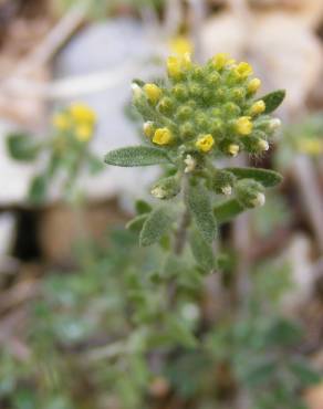 Fotografia 18 da espécie Alyssum alyssoides no Jardim Botânico UTAD