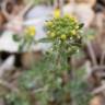 Fotografia 18 da espécie Alyssum alyssoides do Jardim Botânico UTAD