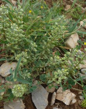 Fotografia 19 da espécie Alyssum alyssoides no Jardim Botânico UTAD