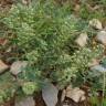 Fotografia 19 da espécie Alyssum alyssoides do Jardim Botânico UTAD