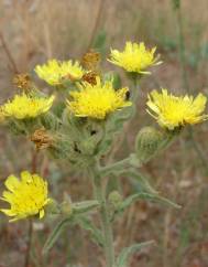 Andryala integrifolia