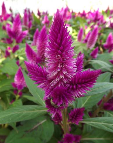 Fotografia de capa Celosia argentea - do Jardim Botânico