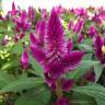 Fotografia 1 da espécie Celosia argentea do Jardim Botânico UTAD