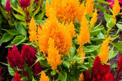 Fotografia da espécie Celosia argentea