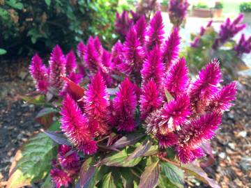 Fotografia da espécie Celosia argentea