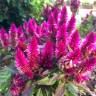 Fotografia 5 da espécie Celosia argentea do Jardim Botânico UTAD