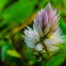 Fotografia 7 da espécie Celosia argentea do Jardim Botânico UTAD