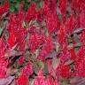 Fotografia 9 da espécie Celosia argentea do Jardim Botânico UTAD