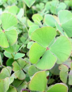 Fotografia 11 da espécie Marsilea quadrifolia no Jardim Botânico UTAD