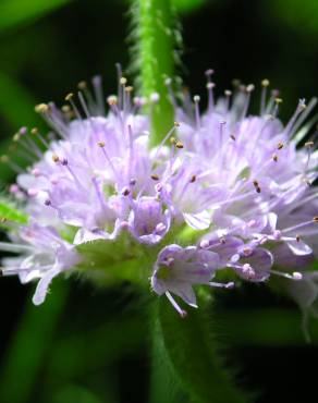 Fotografia 10 da espécie Mentha arvensis no Jardim Botânico UTAD