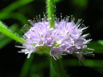 Fotografia da espécie Mentha arvensis