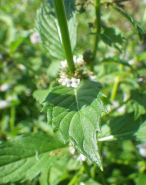 Fotografia 11 da espécie Mentha arvensis no Jardim Botânico UTAD