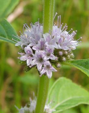 Fotografia 12 da espécie Mentha arvensis no Jardim Botânico UTAD